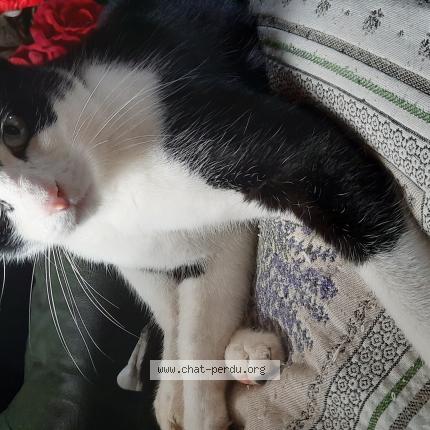 Foto 1/1 Nounours Chat perdido en Ayat sur sioule