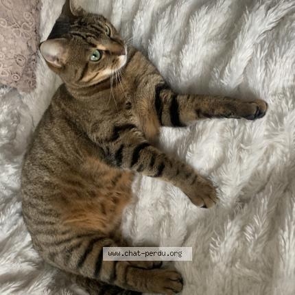 Foto 1/1 Minette Mimine Chat perdido en Amboise