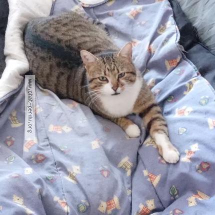 Foto 1/2 Chouchou Chat perdido en St cezaire sur siagne