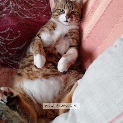 Foto 2/2 Chouchou Chat perdido en St cezaire sur siagne