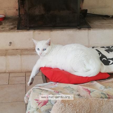 Foto 1/1 Alaska Chat perdido en St cezaire sur siagne