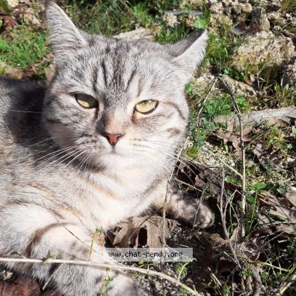 Foto 1/2 Patasse Chat perdido en Saint meloir des ondes