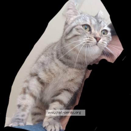 Foto 2/2 Patasse Chat perdido en Saint meloir des ondes