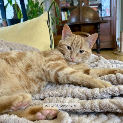 Foto 1/1 Jack Jack Chat perdido en Montret