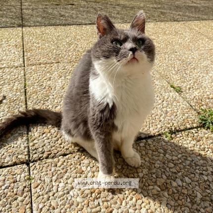 Foto 1/2 Panda Chat perdido en Bretigny sur orge