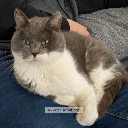 Foto 2/2 Panda Chat perdido en Bretigny sur orge