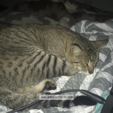 Foto 1/1 Bennie Chat perdido en Ventanilla alta