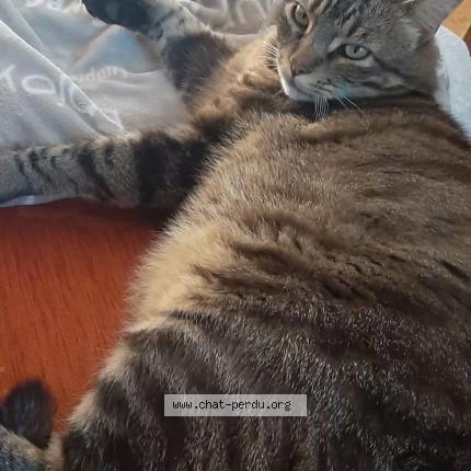 Foto 1/1 Cookie Chat perdido en Biard