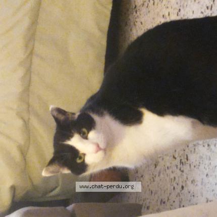 Foto 1/1 sam Chat perdido en Gagnieres il