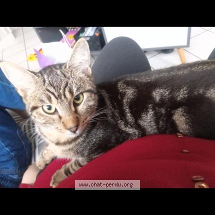 Foto 1/1 Filou Chat perdido en Sin le noble