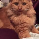 Foto del gato perdido en Louvroil