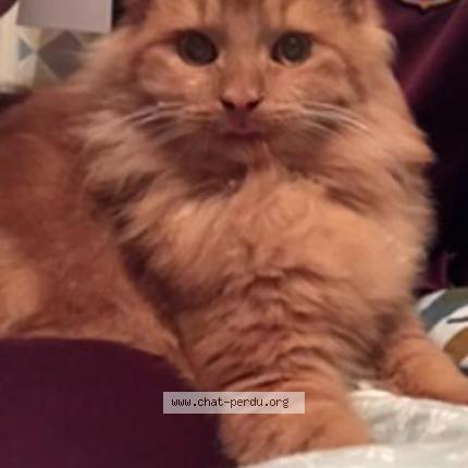 Foto 1/1 Hitchi Chat perdido en Louvroil