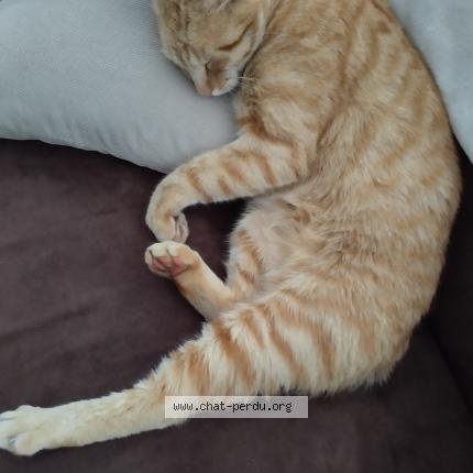 Foto 1/1 Moumoute Chat perdido en Parentis en born