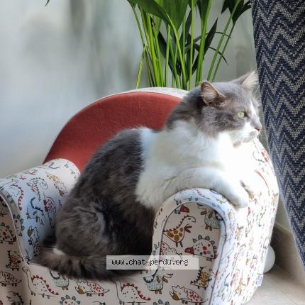 Foto 1/1 Andy Chat perdido en Ingre