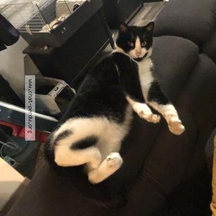 Foto 1/1 Ronstone Chat perdido en La quinte