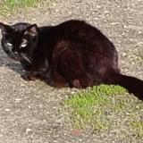Foto de gato encontrado en Saint Amand Montrond