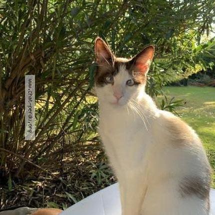 Foto 1/1 Roméo Chat perdido en Saint etienne de tulmont