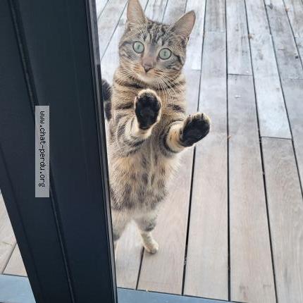 Foto 1/2 Noukie Chat perdido en Serres castet