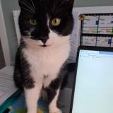 Foto del gato perdido en Artolsheim