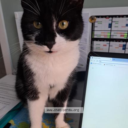 Foto 1/1 Oslo Chat perdido en Artolsheim