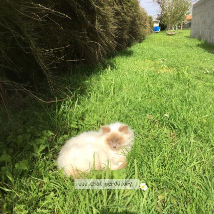 Foto 1/1 Ruben Chat perdido en Sainte soulle