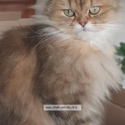 Foto 1/1 Matty Chat perdido en Porto vecchio