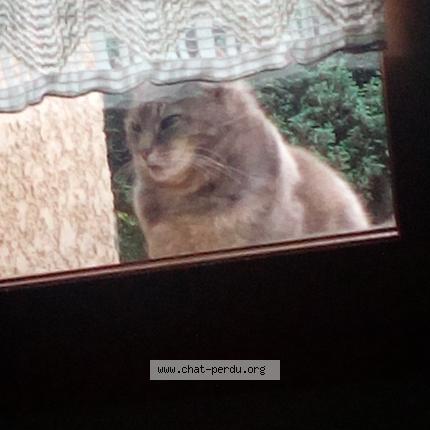 Foto 1/1 Jade Chat perdido en Saint etienne des oullieres