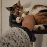 Foto del gato perdido en Evette Salbert