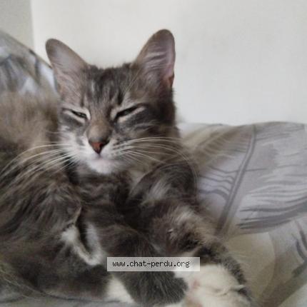 Foto 1/1 Fushy Chat perdido en Gradignan