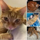 Foto del gato perdido en Le Blanc Mesnil