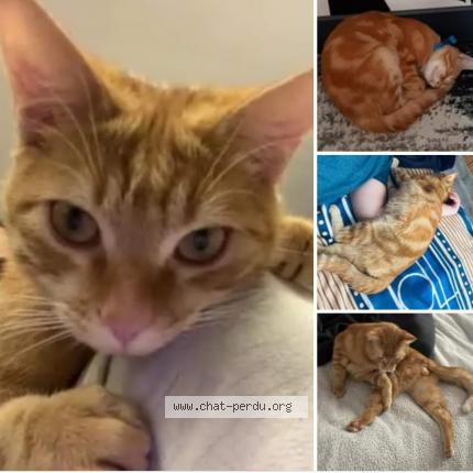 Foto 1/1 Gato encontrado Perdido en Le blanc mesnil