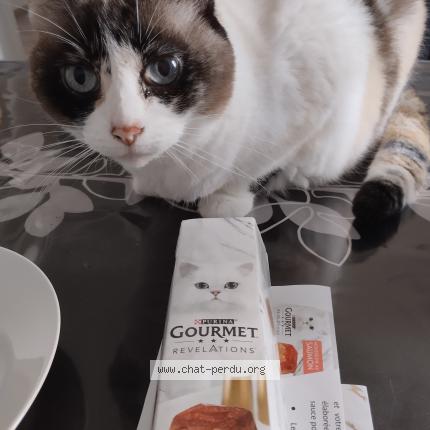 Foto 1/1 Belette Chat perdido en Pfastatt