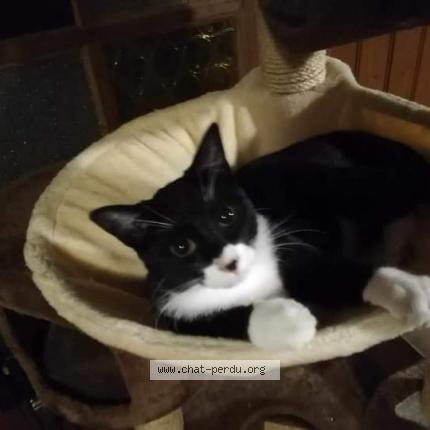 Foto 1/1 NOUNOURS Chat perdido en Doudeville