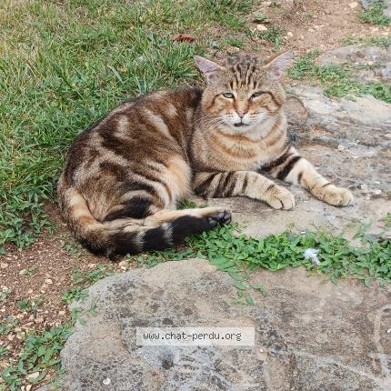 Foto 1/1 Sauvage Chat perdido en Givaudins