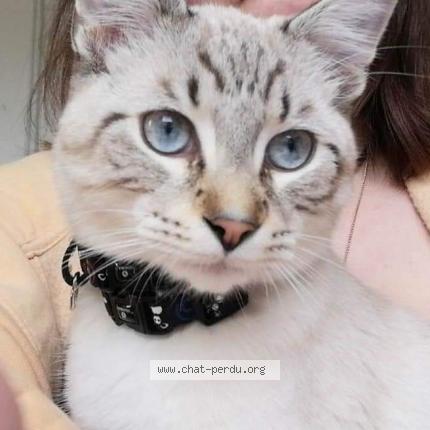 Foto 1/1 Kissa Chat perdido en Epinal