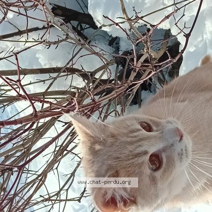 Foto 1/1 Ginkgo Chat perdido en Preverenges