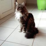 Foto del gato perdido en Fresines