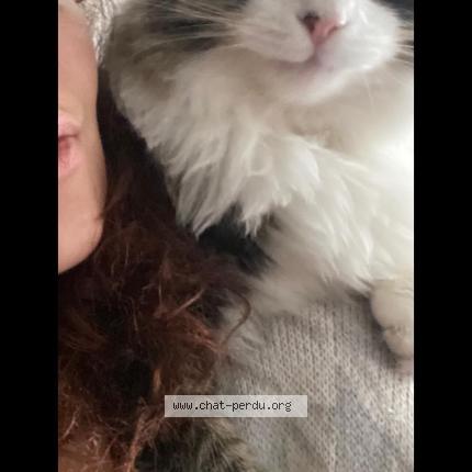 Foto 1/1 walter Chat perdido en Hull