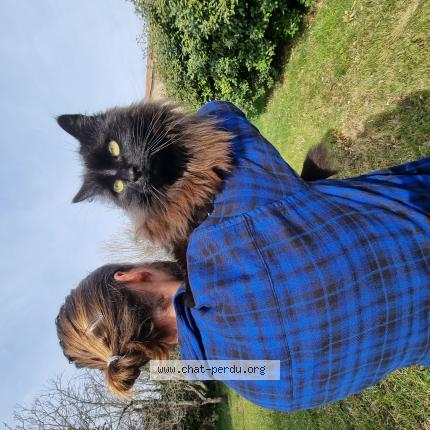 Foto 1/1 Fudji Chat perdido en Isle sur la sorgue