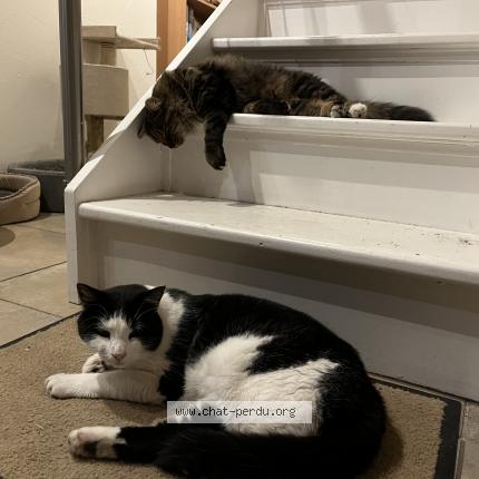 Foto 1/1 Jpeg Chat perdido en Evionnaz