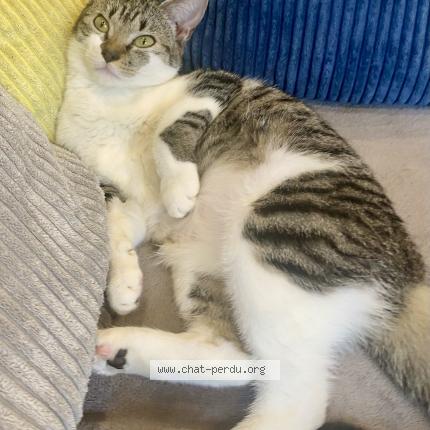 Foto 1/1 Tahiny Chat perdido en Virsac