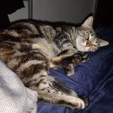 Foto del gato perdido en Nantes