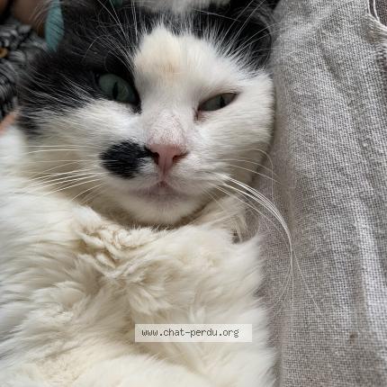 Foto 1/1 Anouchka Chat perdido en Montpellier