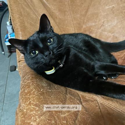 Foto 1/1 Lucky Chat perdido en Samoreau