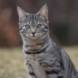 Foto del gato perdido en Gryon