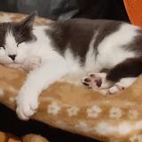 Foto del gato perdido en Saint Seurin De Cursac