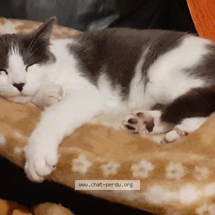 Foto 1/1 MICHA Chat perdido en Saint seurin de cursac