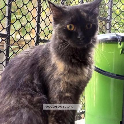 Foto 1/1 Gato encontrado Encontrado en Nerul