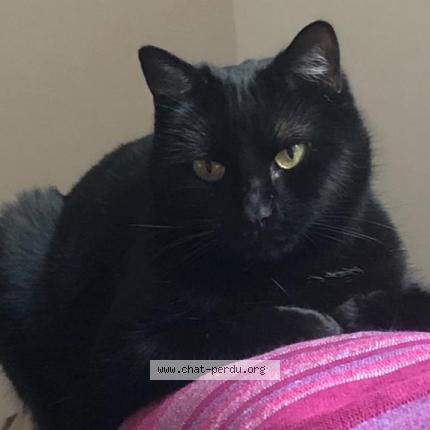 Foto 1/1 ONYX Chat perdido en Valence