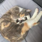 Foto del gato perdido en Yport